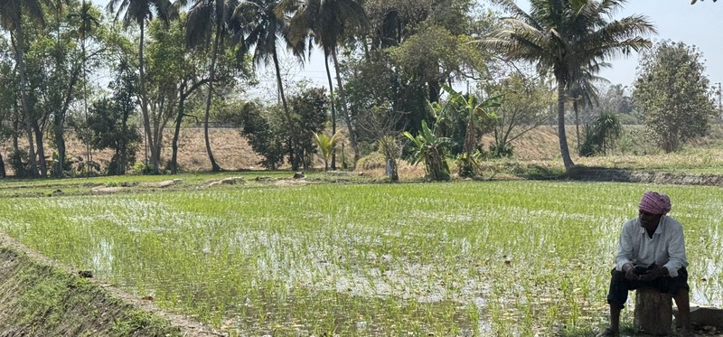A view of paddy fields near Palahalli