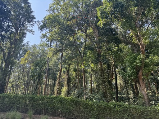 A view of a coffee and spice plantation